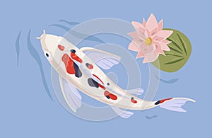 Japanese koi swimming in Asian pond with waterlily. Japan fish in oriental water garden with flower. Top view of Chinese