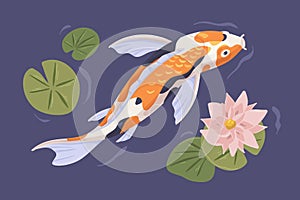 Japanese koi swimming in pond with flower. Japan carp in Asian water garden with waterlily. Top view of Chinese