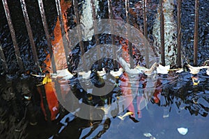 Japanese koi trapped behind strong metal bars