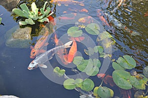 Japanese Koi with Waterlilies in Pond