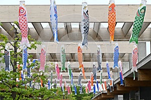 Japanese 'Koinobori' ( Carp streamer ) .