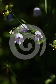 Japanese lady bell Adenophora triphylla