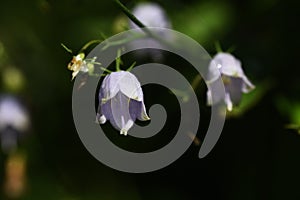 Japanese lady bell Adenophora triphylla