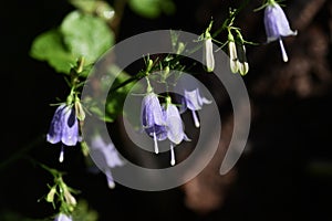 Japanese lady bell Adenophora triphylla