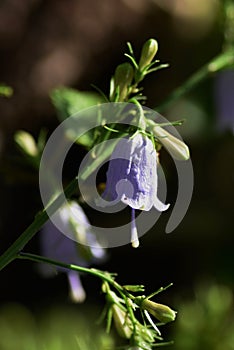 Japanese lady bell Adenophora triphylla