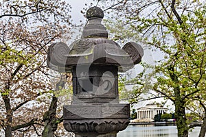 Japanese Lantern Cherry Blossoms Tidal Basin Jefferson Memorial Washington DC
