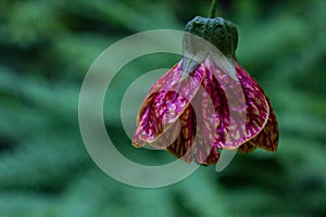 Chinese Lantern Bell Flower