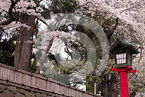 Japanese lantern in spring