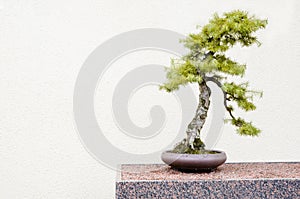 Japanese larch (Larix kaempferi) bonsai trees photo