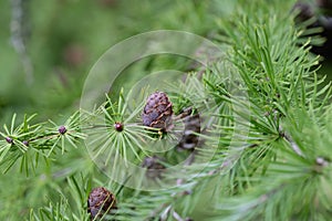 Japanese larch Larix kaempferi needle-like leaves and cones