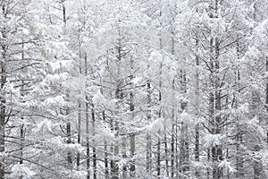 Japanese larches covered with snow photo