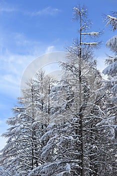 Japanese larches covered with snow