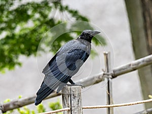 Japanese large-billed crow on an old fence post 1