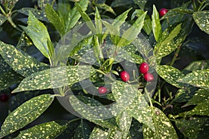 Japanese Laural Aucuba japonica \'Variegata