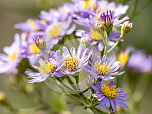 Japanese lautureana asters in bloom 2