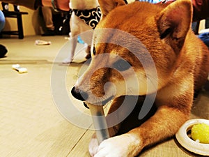 The Japanese loco pet dog Shiba Inu playing in the house