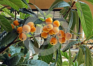 Japanese loquat fruit on the tree