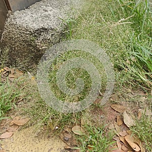 Japanese lovegrass or Cloud grass; the food insects