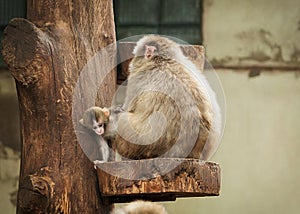 Japanese macaco photo