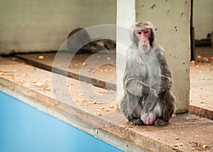 Japanese macaco photo