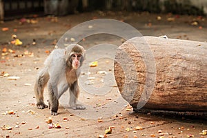 Japanese macaco photo