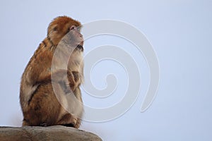 Japanese macaque