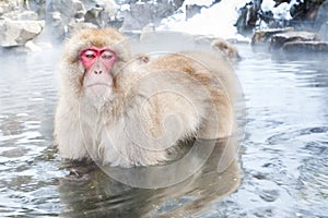 Japanese Macaque