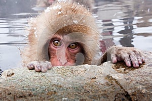 Japanese Macaque