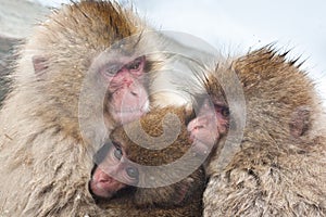 Japanese Macaque