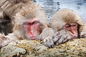 Japanese Macaque