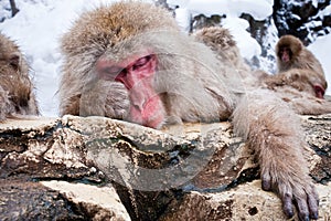 Japanese Macaque
