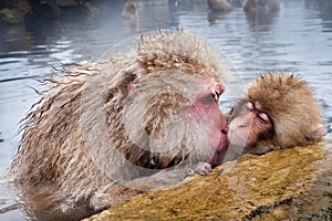 Giapponese macachi 