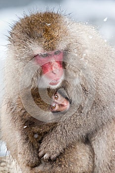 Japanese Macaque