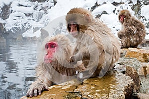 Japanese Macaque