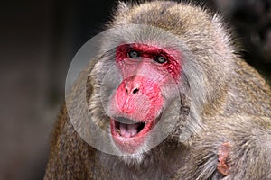 Japanese Macaque