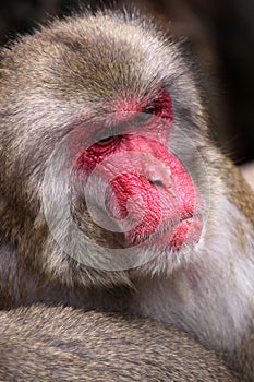 Japanese Macaque