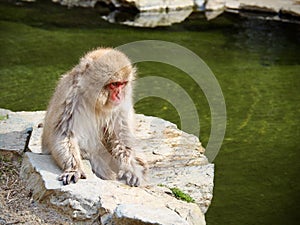 Japanese Macaque