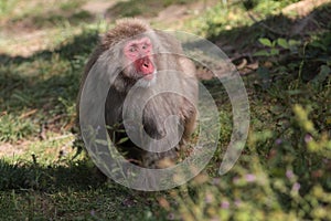 Japanese macaque