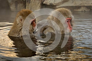 Japanese macaque
