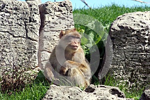 Japanese Macaque