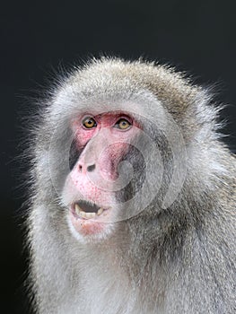 Japanese Macaque