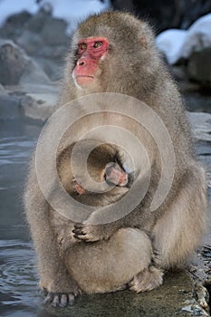 Japanese macaque