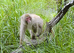 Japanese Macaque