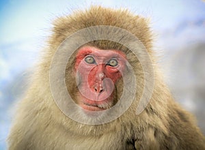 Japanese macaque