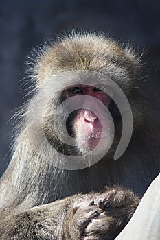 Japanese Macaque