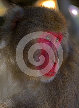 Japanese macaque