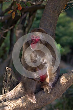 Japanese macaque