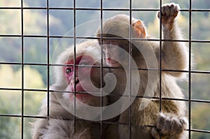Japanese macaque - adult with baby