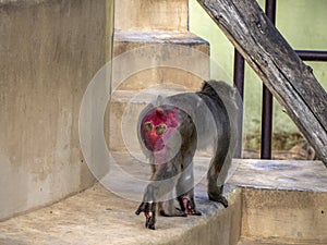 Japanese macaque ape monkey close up
