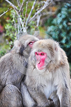 Japanese macaque, Arashiyama, Kyoto, Japan
